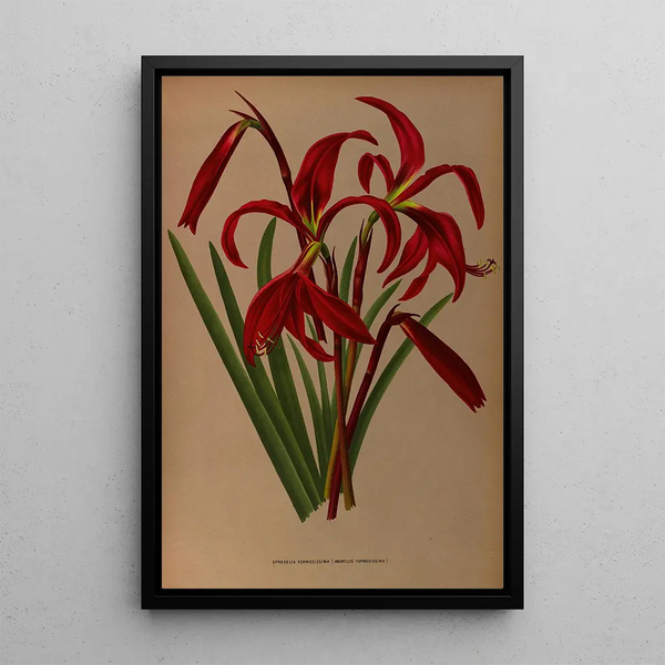 Reproduction of the painting Sprekelia formosissima Amaryllis formosissima - Arentina Hendrica Arendsen