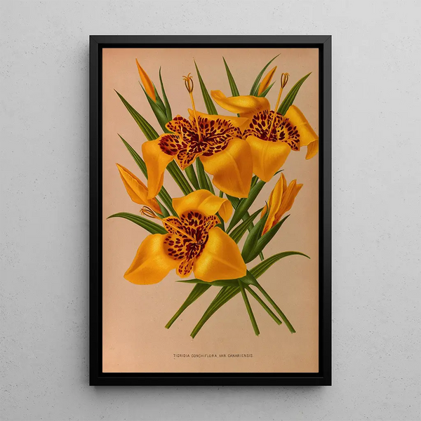 Tigridia conchiflora var. canariensis - Arentina Hendrica Arendsen — framed artwork on a wall