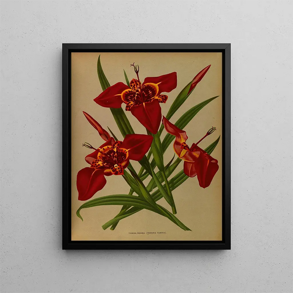 Tigridia pavonia Ferraria tigridia - Arentina Hendrica Arendsen — framed artwork on a wall