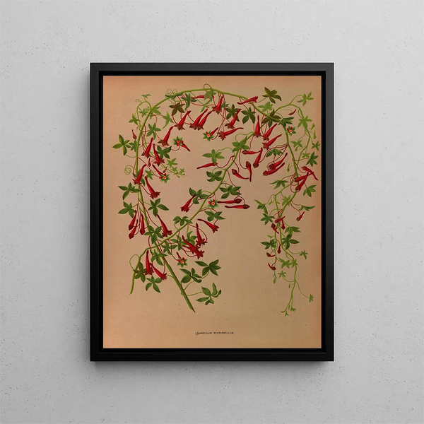 Tropaeolum pentaphyllum - Arentina Hendrica Arendsen — framed artwork on a wall