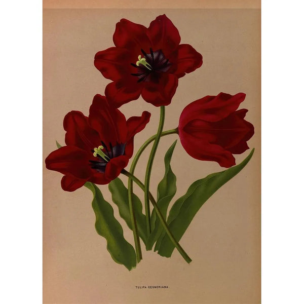 Tulipa gesneriana - Arentina Hendrica Arendsen — framed artwork on a wall