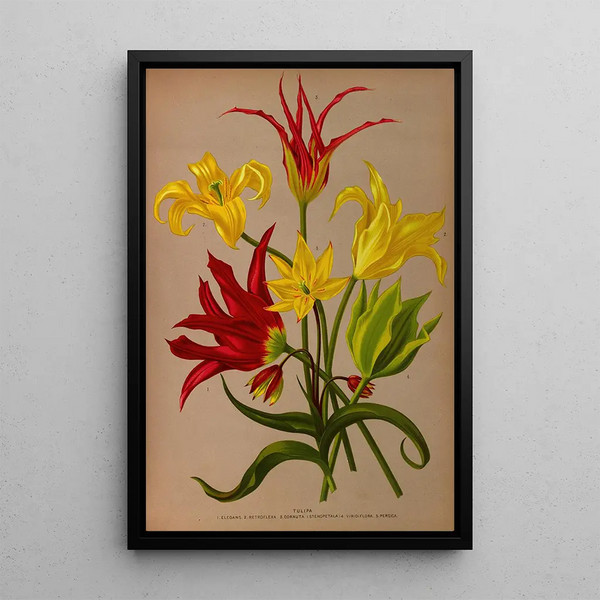 Tulipa - Arentina Hendrica Arendsen — framed artwork on a wall