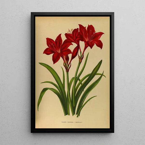 Reproduction of the painting Purple Vallota Amaryllis Painting - Arentina Hendrica Arendsen