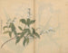 Sketchbook Pl005 - Ariyoshi Kondo — artwork view