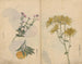 Cuaderno de bocetos Pl027 - Ariyoshi Kondo — vista de la obra