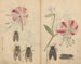 Cuaderno de bocetos Pl044 - Ariyoshi Kondo — vista de la obra
