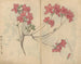 Cuaderno de bocetos Pl056 - Ariyoshi Kondo — vista de la obra