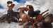Batalla del Centauro - Arnold Böcklin — vista de la obra