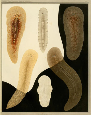 Arnold Lang - Die polycladen des golfes von Neapel und der angrenzenden meeresabschnitte pl3.webp