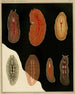 Les polyclades du golfe de Naples et des zones maritimes adjacentes pl. 8 - Arnold Lang — artwork view