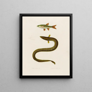 Arthus Bertrand - Anguilla Callensis Leuciscus Callensis.webp