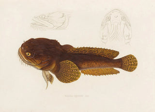 Arthus Bertrand - Batrachus Algeriensis.webp