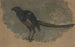 Study of a Magpie - August Allebé — artwork view