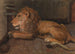 León en Artis Amsterdam - Auguste Allébé — vista de la obra