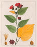 Abutilon esculentum - Auguste de Saint-Hilaire — vista de la obra