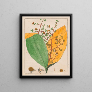 Auguste de SaintHilaire - Calyptranthes Aromatica.webp