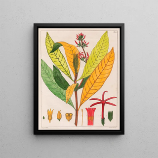 Auguste de SaintHilaire - Cinchona Ferruginea.webp