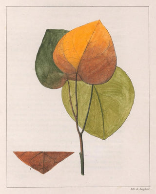 Auguste de SaintHilaire - Cocculus Platyphylla.webp