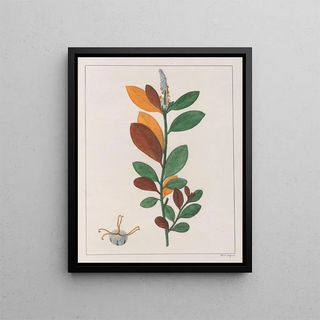 Auguste de SaintHilaire - Croton Campestris.webp