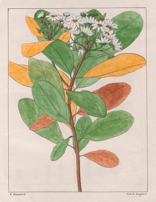 Auguste de SaintHilaire - Drymys Granatensis V Campestris.webp
