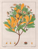 Drymys granatensis V. montana - Auguste de Saint-Hilaire — vista de la obra