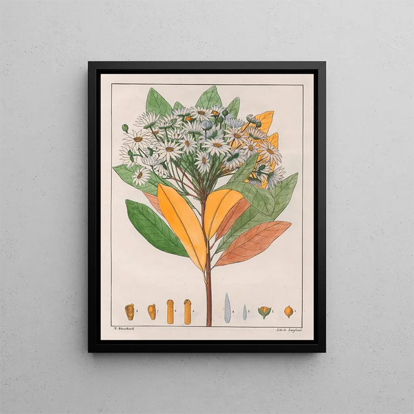 Auguste de SaintHilaire - Drymys Granatensis V Sylvatica.webp