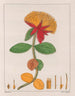 Gomphrena officinalis - Auguste de Saint-Hilaire — vista de la obra