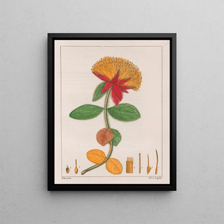 Auguste de SaintHilaire - Gomphrena Officinalis.webp