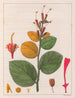 Helicópteros Sacarolha - Auguste de Saint-Hilaire — vista de la obra