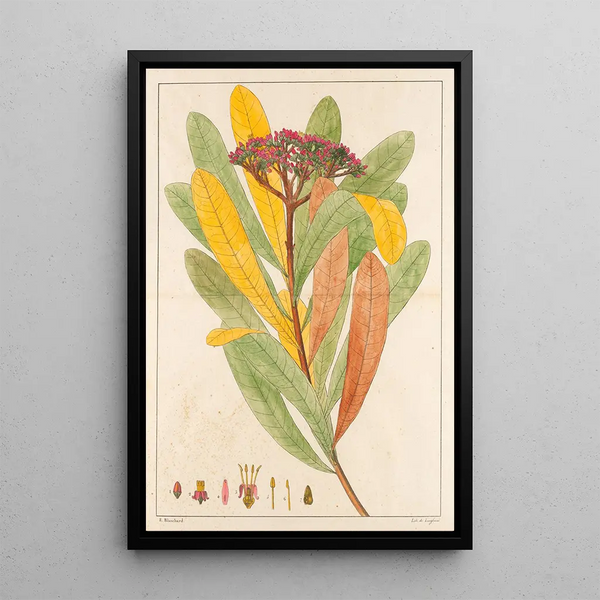 Hortia Brasiliana - Auguste de Saint-Hilaire — cuadro enmarcado en la pared