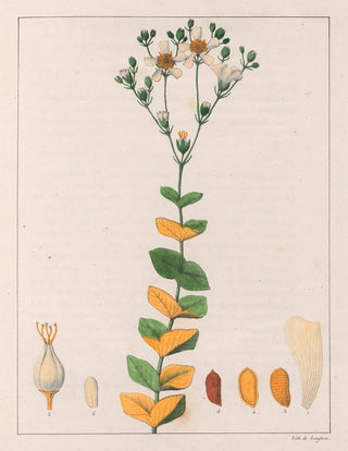 Auguste de SaintHilaire - Hypericum Connatum.webp