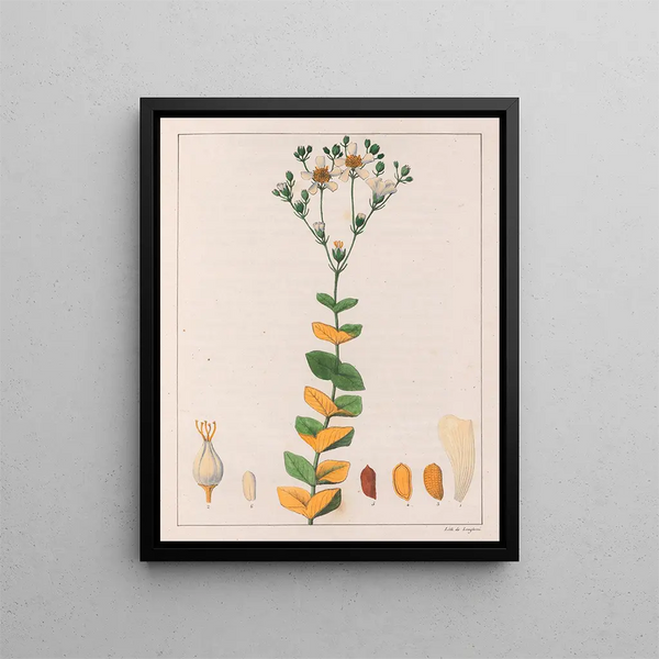 Hypericum connatus - Auguste de Saint-Hilaire — framed artwork on a wall
