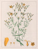 Hypericum laxiusculum - Auguste de Saint-Hilaire | Cuadro — vista de la obra