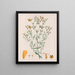 Hypericum laxiusculum - Auguste de Saint-Hilaire | Cuadro — cuadro enmarcado en la pared