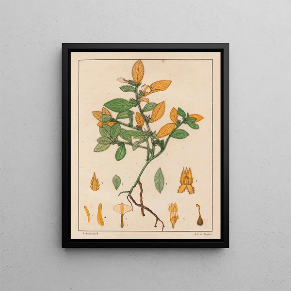 Ionidium ipecacuanha - Auguste de Saint-Hilaire — framed artwork on a wall