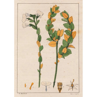 Auguste de SaintHilaire - Ionidium poaya.webp