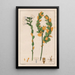 Ionidium poaya - Auguste de Saint-Hilaire — framed artwork on a wall