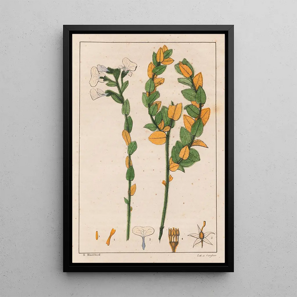 Ionidium poaya - Auguste de Saint-Hilaire — cuadro enmarcado en la pared