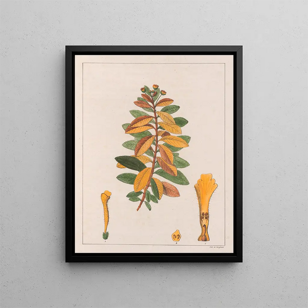 Lantana pseudothea - Auguste de Saint-Hilaire — framed artwork on a wall