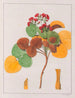 Oxalis cordata - Auguste de Saint-Hilaire — vista de la obra