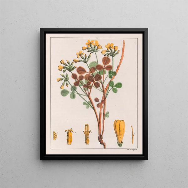 Oxalis fulva - Auguste de Saint-Hilaire — framed artwork on a wall