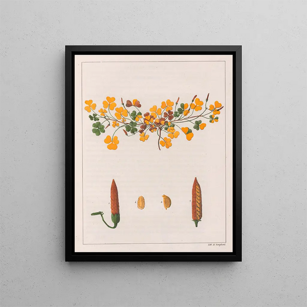 Oxalis repens - Auguste de Saint-Hilaire — framed artwork on a wall