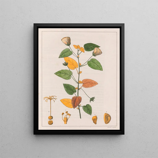 Auguste de SaintHilaire - Pavonia Diuretica.webp