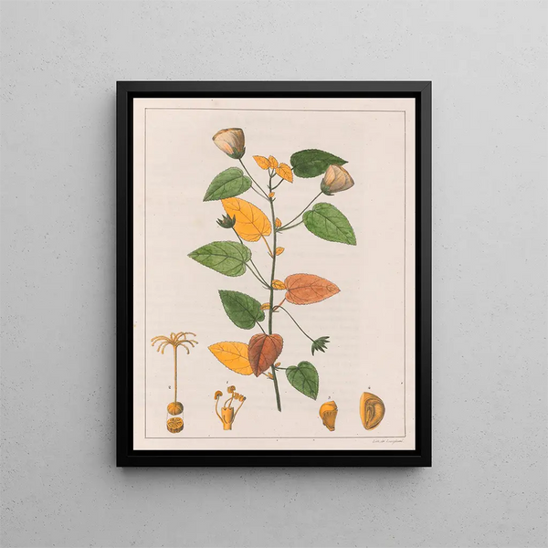 Pavonia diuretica - Auguste de Saint-Hilaire — framed artwork on a wall