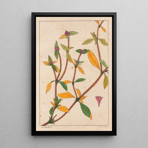 Richardsonia Rosea - Auguste de Saint-Hilaire — cuadro enmarcado en la pared