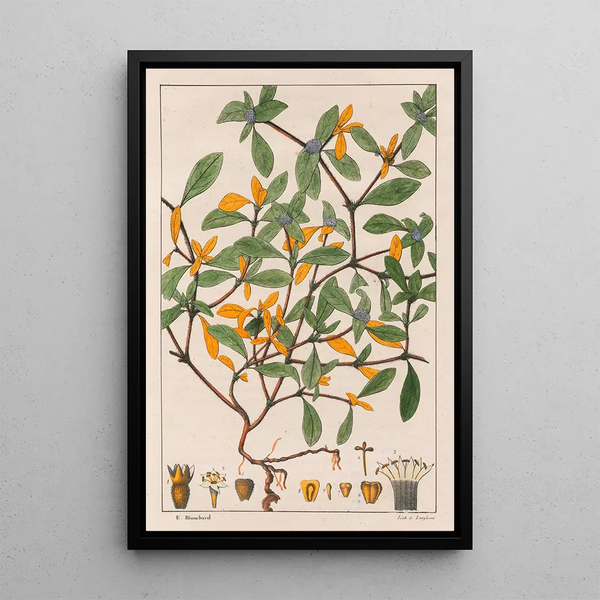 Richardsonia Scabra - Auguste de Saint-Hilaire — cuadro enmarcado en la pared