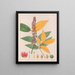 Sapindus esculentus - Auguste de Saint-Hilaire — framed artwork on a wall
