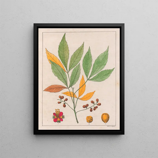 Schmidelia edulis - Auguste de Saint-Hilaire — framed artwork on a wall