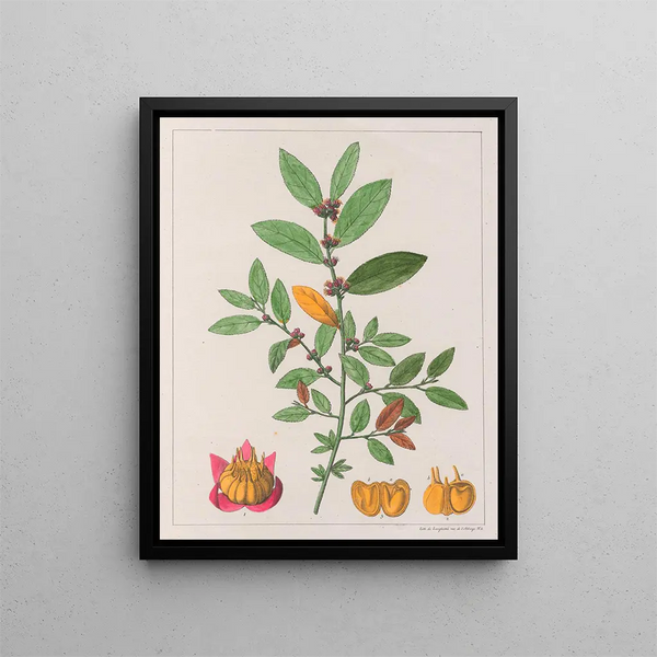 Sida carpinifolia - Auguste de Saint-Hilaire — framed artwork on a wall