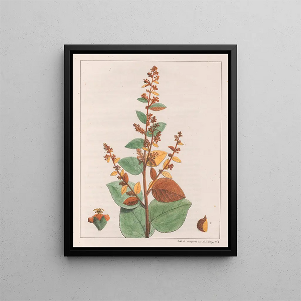 Comme micrantha - Auguste de Saint-Hilaire — framed artwork on a wall